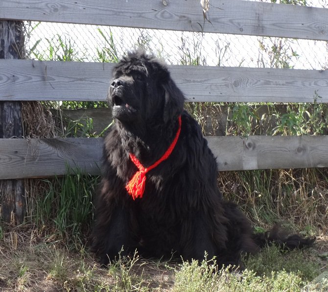 Фото: ньюфаундленд Severtan Rojdennaya Legendoy (Севертан Рожденная Легендой)