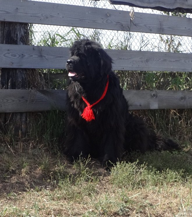 Фото: ньюфаундленд Severtan Rojdennaya Legendoy (Севертан Рожденная Легендой)