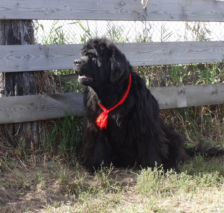 Фото: ньюфаундленд Severtan Rojdennaya Legendoy (Севертан Рожденная Легендой)