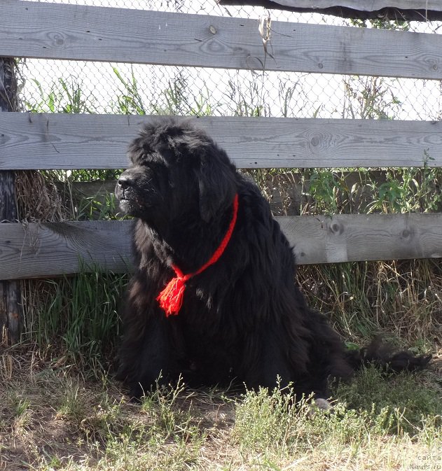Фото: ньюфаундленд Severtan Rojdennaya Legendoy (Севертан Рожденная Легендой)