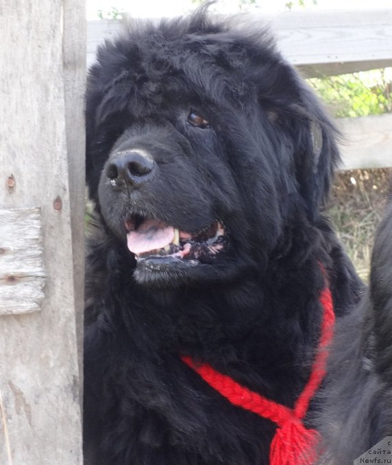 Фото: ньюфаундленд Severtan Rojdennaya Legendoy (Севертан Рожденная Легендой)