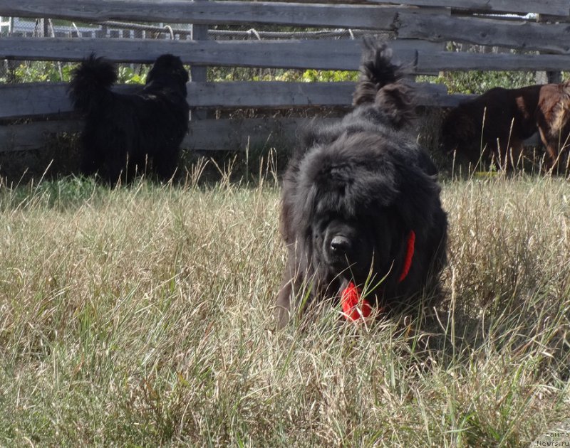 Фото: ньюфаундленд Severtan Rojdennaya Legendoy (Севертан Рожденная Легендой)