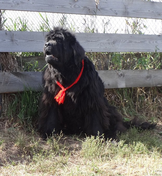 Фото: ньюфаундленд Severtan Rojdennaya Legendoy (Севертан Рожденная Легендой)