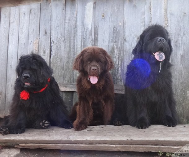 Фото: ньюфаундленд Severtan Rojdennaya Legendoy (Севертан Рожденная Легендой), ньюфаундленд N'yufort Vorojeya (Ньюфорт Ворожея), ньюфаундленд N'yufort Uitni Tradiciya Legendyi (Ньюфорт Уитни Традиция Легенды)