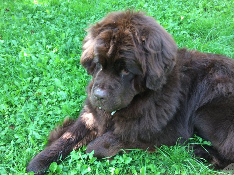 Фото: ньюфаундленд N'yufort Vasabi (Ньюфорт Васаби)