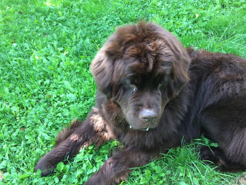 Фото: ньюфаундленд N'yufort Vasabi (Ньюфорт Васаби)