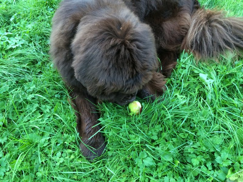 Фото: ньюфаундленд N'yufort Vasabi (Ньюфорт Васаби)