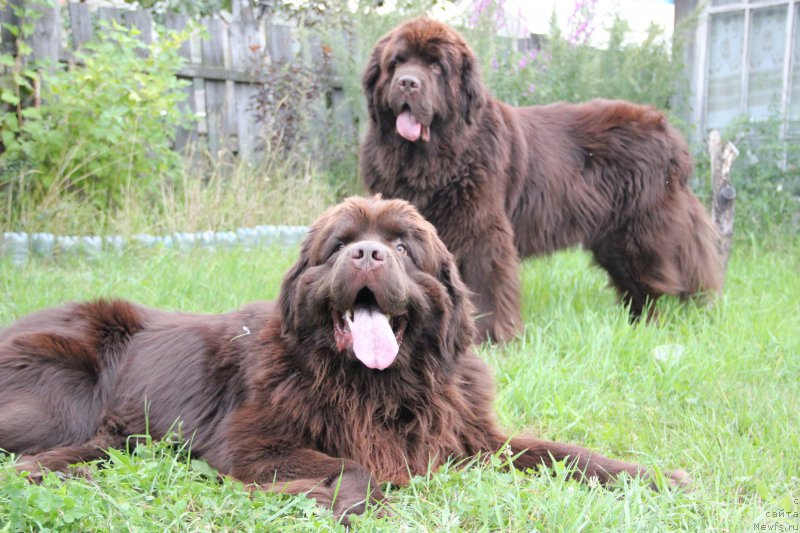 Фото: ньюфаундленд N'yufort Vashe Velichestvo Brabus (Ньюфорт Ваше Величество Брабус), ньюфаундленд Obush SHed YAntarnyiy Poceluy (Обуш Шед Янтарный Поцелуй)