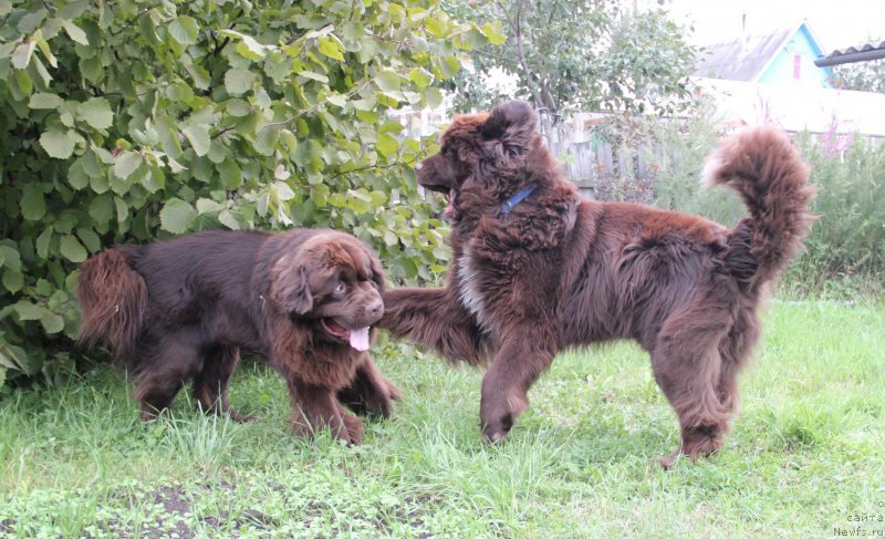 Фото: ньюфаундленд Obush SHed YAntarnyiy Poceluy (Обуш Шед Янтарный Поцелуй), ньюфаундленд N'yufort Vashe Velichestvo Brabus (Ньюфорт Ваше Величество Брабус)