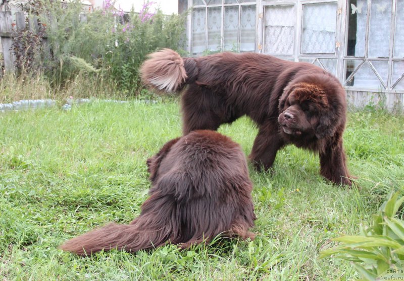 Фото: ньюфаундленд Obush SHed YAntarnyiy Poceluy (Обуш Шед Янтарный Поцелуй), ньюфаундленд N'yufort Vashe Velichestvo Brabus (Ньюфорт Ваше Величество Брабус)