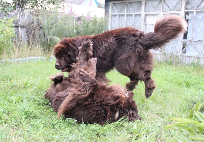 Фото: ньюфаундленд Obush SHed YAntarnyiy Poceluy (Обуш Шед Янтарный Поцелуй), ньюфаундленд N'yufort Vashe Velichestvo Brabus (Ньюфорт Ваше Величество Брабус)