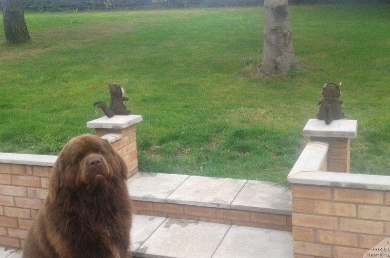 Фото: ньюфаундленд Nobl King May Lord Simba (Нобл Кинг Май Лорд Симба)