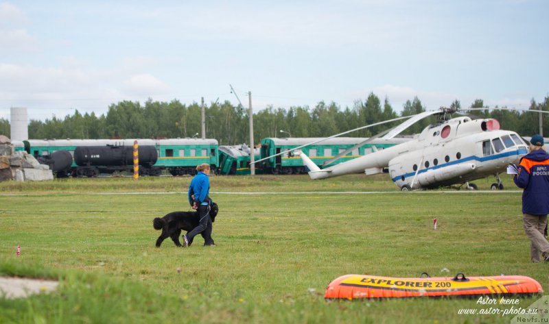 Фото: Antonina CHigvinceva (Антонина Чигвинцева), ньюфаундленд Toptyzhka Galatea Morskaya Nereida (Топтыжка Галатея Морская Нереида)