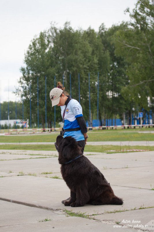 Фото: Aleksandra Fetisova (Александра Фетисова), ньюфаундленд Beguschaya po Volnam Foget Mi Not (Бегущая по Волнам Фогет Ми Нот)