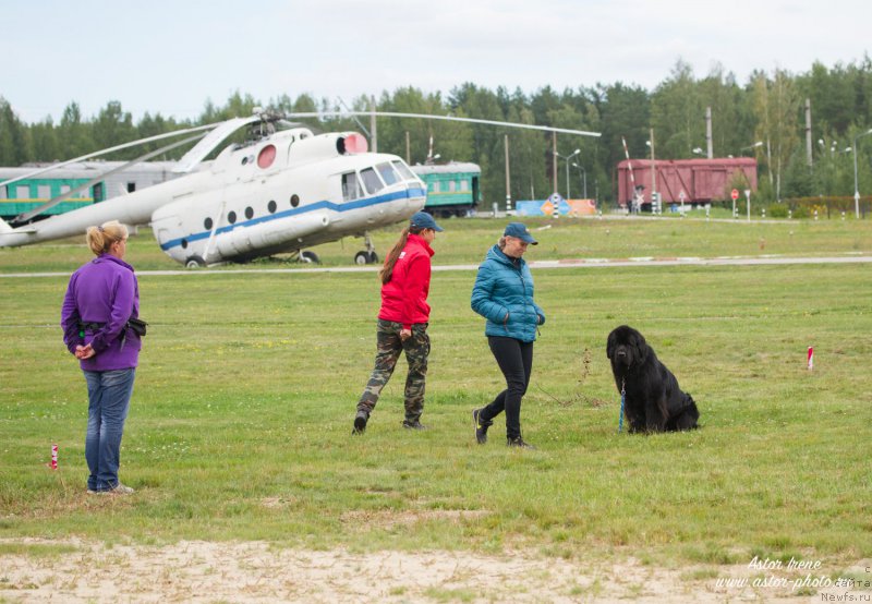 Фото: Antonina CHigvinceva (Антонина Чигвинцева), ньюфаундленд Toptyzhka Geroy Nashego Vremeni (Топтыжка Герой Нашего Времени)