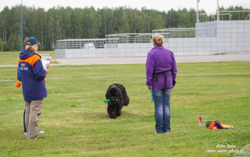 Фото: Antonina CHigvinceva (Антонина Чигвинцева), ньюфаундленд Toptyzhka Geroy Nashego Vremeni (Топтыжка Герой Нашего Времени)