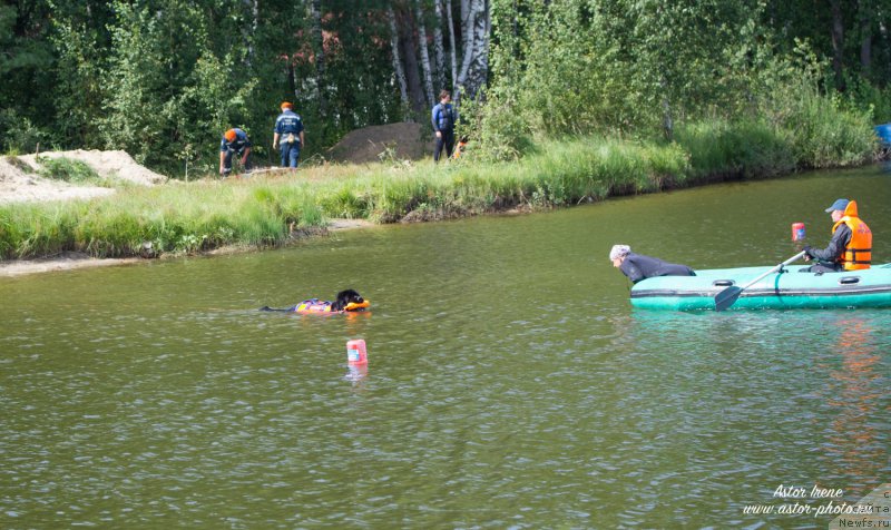 Фото: ньюфаундленд Toptyzhka Geroy Nashego Vremeni (Топтыжка Герой Нашего Времени)