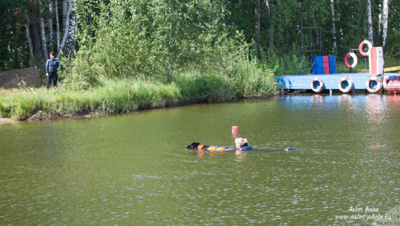 Фото: ньюфаундленд Toptyzhka Geroy Nashego Vremeni (Топтыжка Герой Нашего Времени)