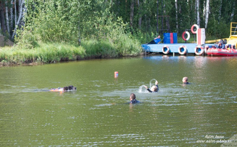 Фото: ньюфаундленд Angel Khranitel Gruffidd (Ангел Хранитель Граффидд)