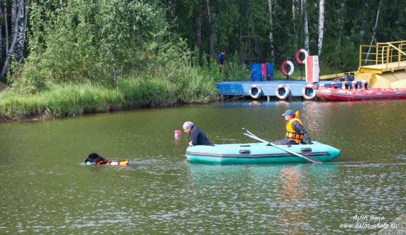 Фото: ньюфаундленд Ermak s Berega Dona (Ермак с Берега Дона)