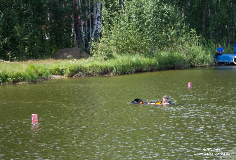 Фото: ньюфаундленд Ermak s Berega Dona (Ермак с Берега Дона)