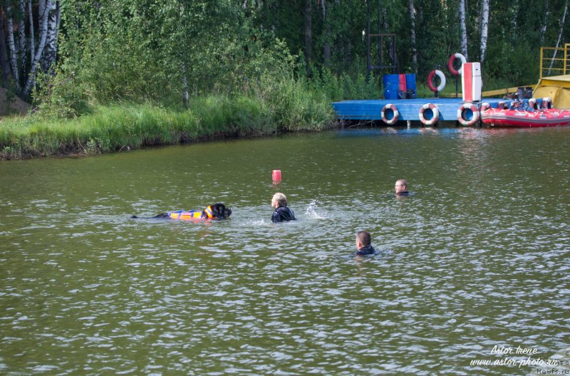 Фото: ньюфаундленд Belkonder-Club Ugli-Boogli (Белкондер-Клаб Угли-Бугли)