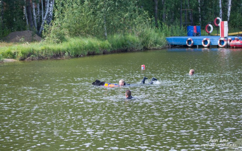 Фото: ньюфаундленд Sent Djons Larel Leolanda (Сент Джонс Ларель Леоланда)