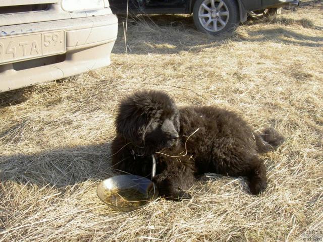 Фото: ньюфаундленд YUliana iz Zolotogo Treugol'nika (Юлиана из Золотого Треугольника)