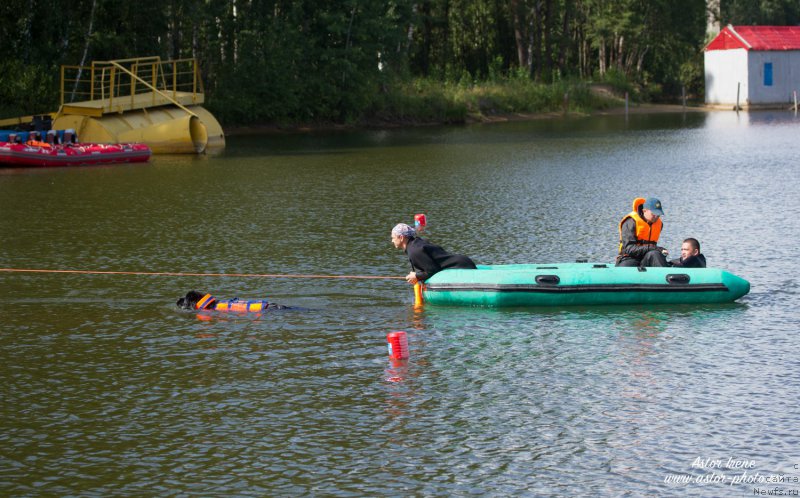Фото: ньюфаундленд Toptyzhka Galatea Morskaya Nereida (Топтыжка Галатея Морская Нереида)