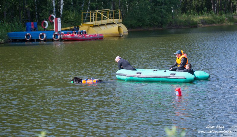 Фото: ньюфаундленд Beguschaya po Volnam Foget Mi Not (Бегущая по Волнам Фогет Ми Нот)