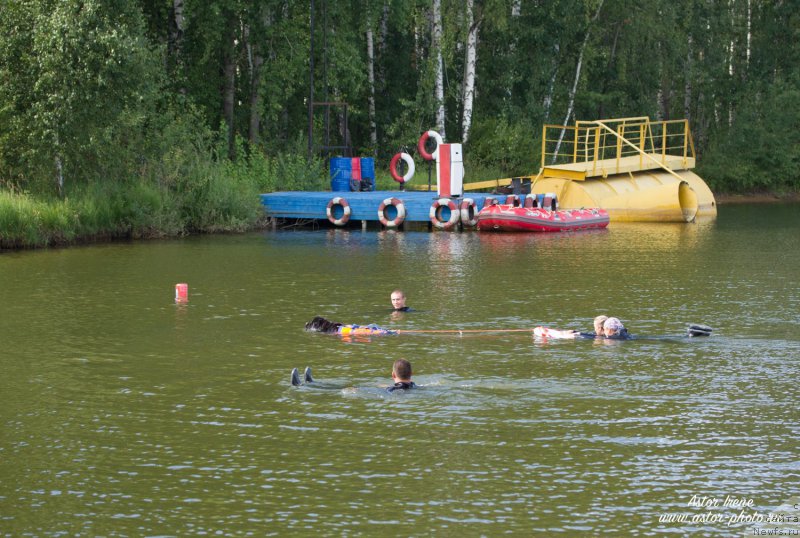 Фото: ньюфаундленд Beguschaya po Volnam Foget Mi Not (Бегущая по Волнам Фогет Ми Нот)