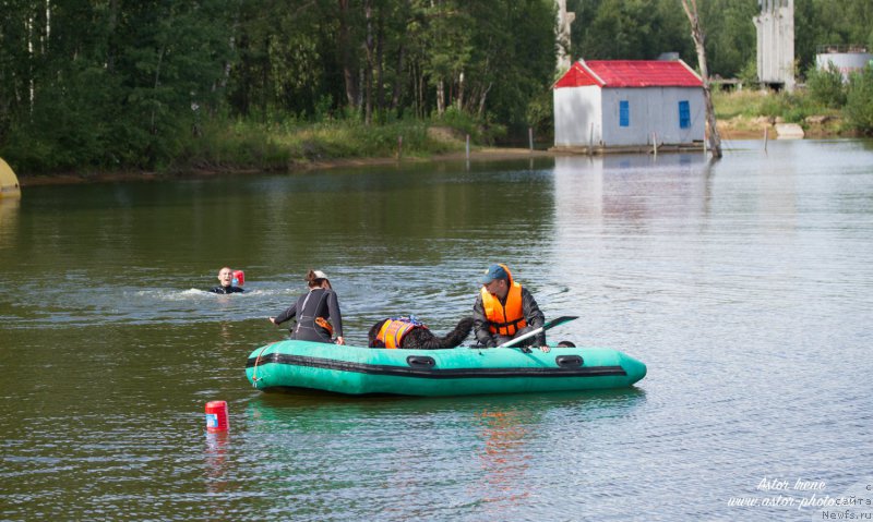 Фото: ньюфаундленд Beguschaya po Volnam Foget Mi Not (Бегущая по Волнам Фогет Ми Нот), Aleksandra Fetisova (Александра Фетисова)