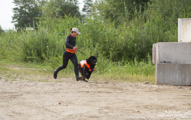 Фото: Aleksandra Fetisova (Александра Фетисова), ньюфаундленд Beguschaya po Volnam Foget Mi Not (Бегущая по Волнам Фогет Ми Нот)