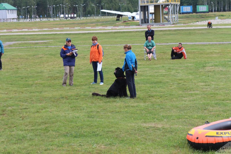 Фото: Antonina CHigvinceva (Антонина Чигвинцева), ньюфаундленд Toptyzhka Galatea Morskaya Nereida (Топтыжка Галатея Морская Нереида)