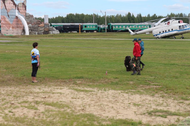 Фото: Elena Bogdanova (Елена Богданова), ньюфаундленд Angel Khranitel Gruffidd (Ангел Хранитель Граффидд)
