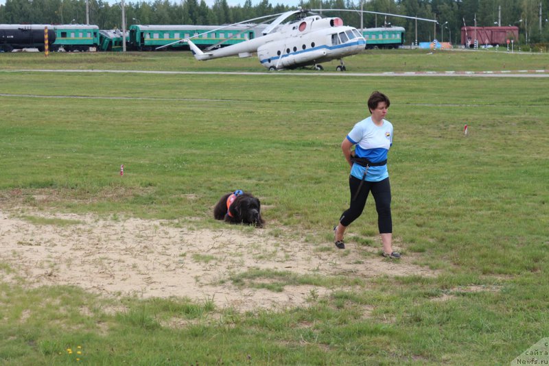 Фото: Elena Bogdanova (Елена Богданова), ньюфаундленд Angel Khranitel Gruffidd (Ангел Хранитель Граффидд)