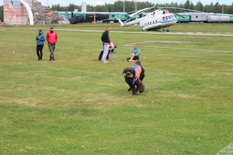 Фото: ньюфаундленд Angel Khranitel Gruffidd (Ангел Хранитель Граффидд)