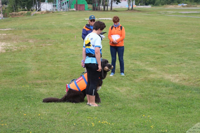 Фото: Elena Bogdanova (Елена Богданова), ньюфаундленд Angel Khranitel Gruffidd (Ангел Хранитель Граффидд)