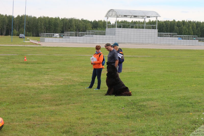 Фото: ньюфаундленд Ermak s Berega Dona (Ермак с Берега Дона)