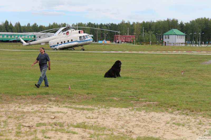 Фото: ньюфаундленд Ermak s Berega Dona (Ермак с Берега Дона)