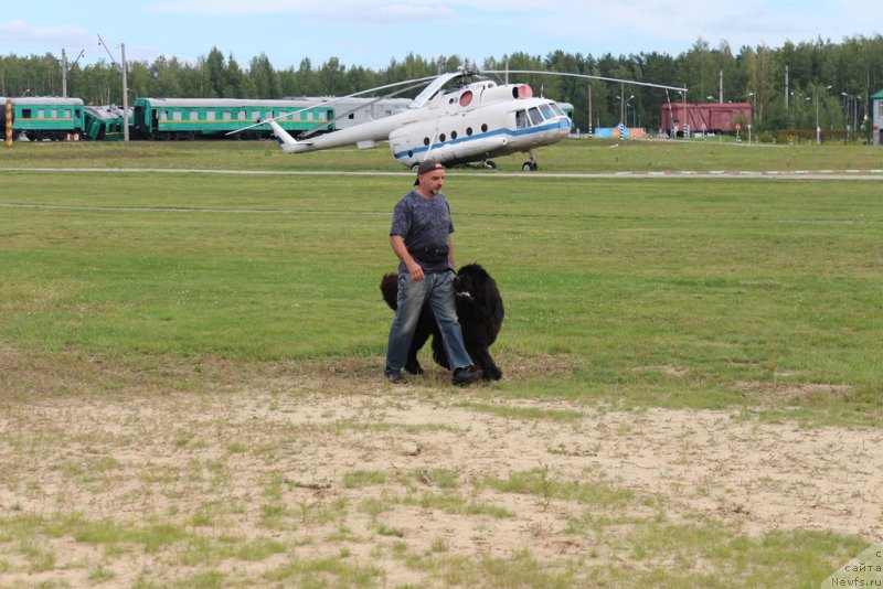 Фото: ньюфаундленд Ermak s Berega Dona (Ермак с Берега Дона)