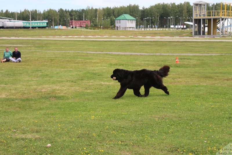 Фото: ньюфаундленд Ermak s Berega Dona (Ермак с Берега Дона)
