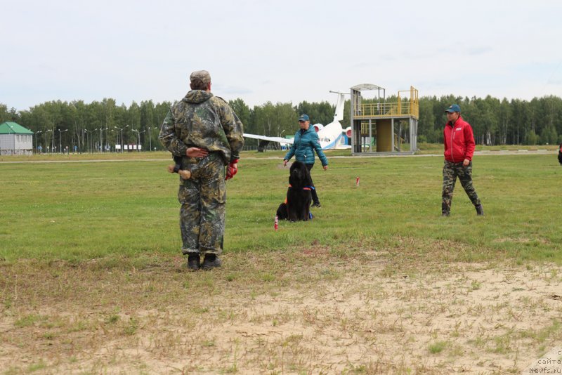 Фото: ньюфаундленд Sent Djons Larel Leolanda (Сент Джонс Ларель Леоланда)