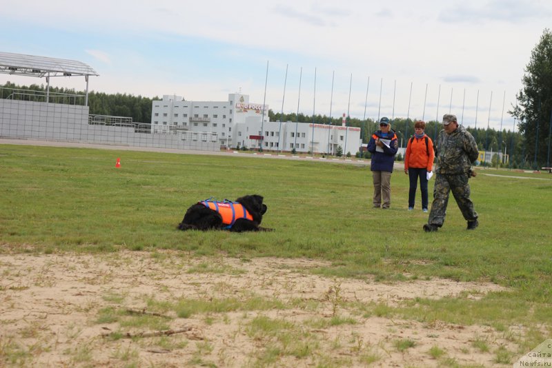 Фото: ньюфаундленд Sent Djons Larel Leolanda (Сент Джонс Ларель Леоланда)