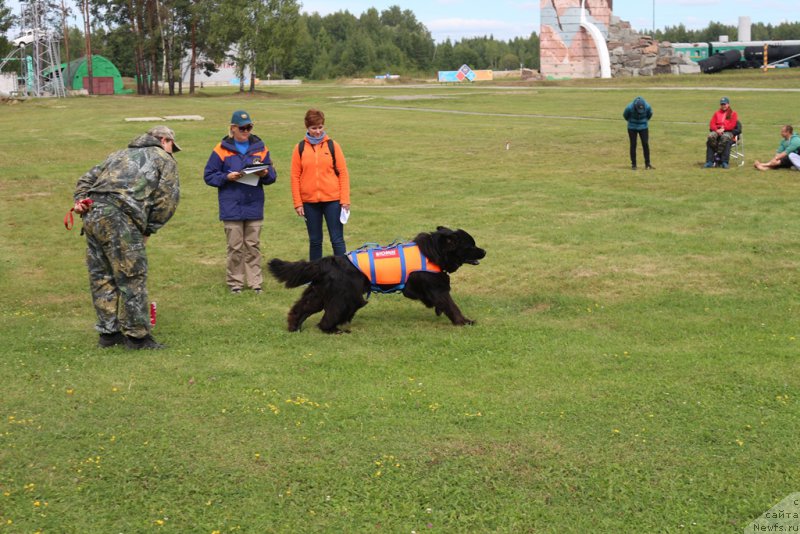 Фото: ньюфаундленд Sent Djons Larel Leolanda (Сент Джонс Ларель Леоланда)