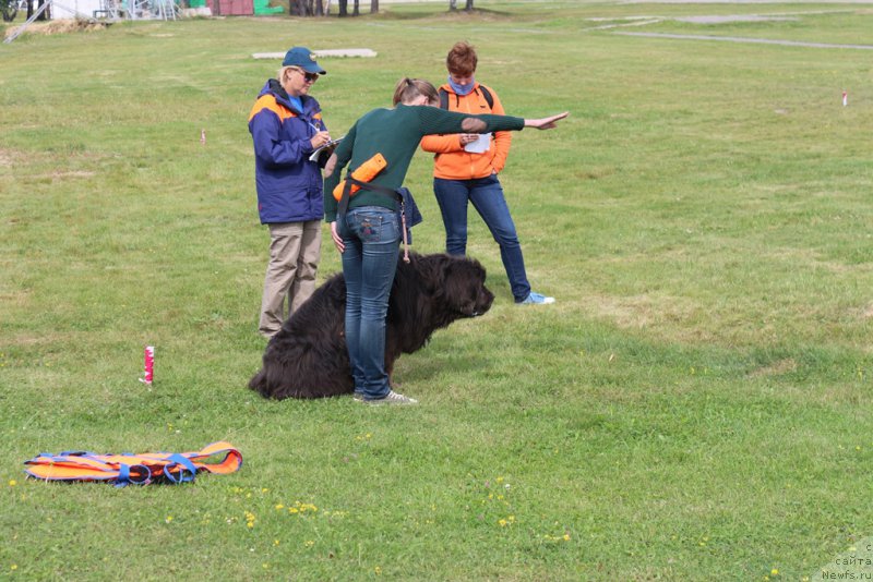 Фото: Anastasiya Kireeva (Анастасия Киреева), ньюфаундленд Dyurbahler Klab Al'faretta Vin'etta (Дюрбахлер Клаб Альфаретта Виньетта)