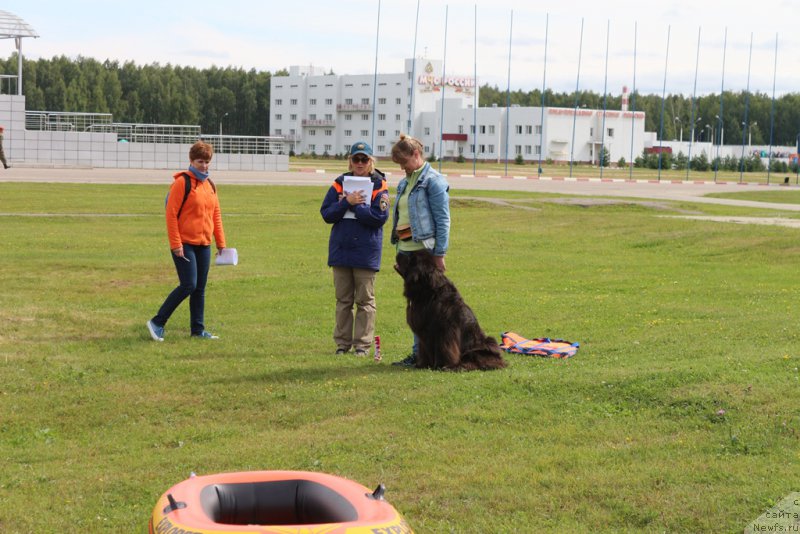 Фото: Anna Petrushkina (Анна Петрушкина), ньюфаундленд Melty Wave Marine Tifeya (Мелти Вейв Марин Тифея)