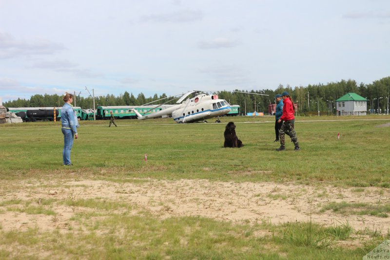 Фото: Anna Petrushkina (Анна Петрушкина), ньюфаундленд Melty Wave Marine Tifeya (Мелти Вейв Марин Тифея)