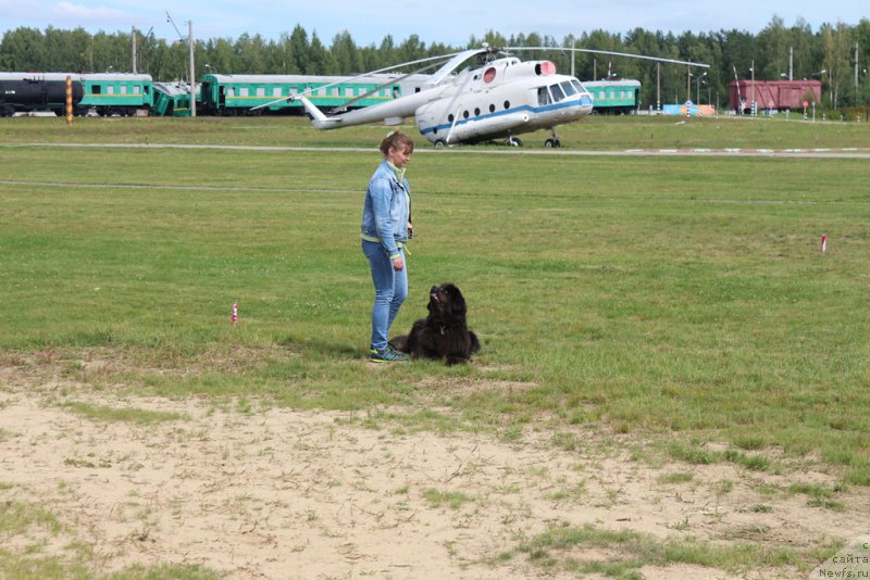 Фото: Anna Petrushkina (Анна Петрушкина), ньюфаундленд Melty Wave Marine Tifeya (Мелти Вейв Марин Тифея)