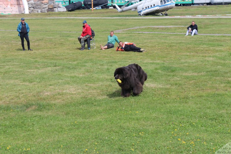 Фото: ньюфаундленд Melty Wave Marine Tifeya (Мелти Вейв Марин Тифея)